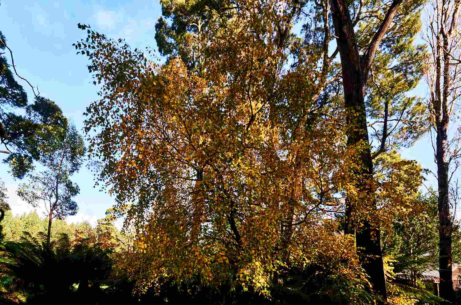 Autumn at Tarkinegrove