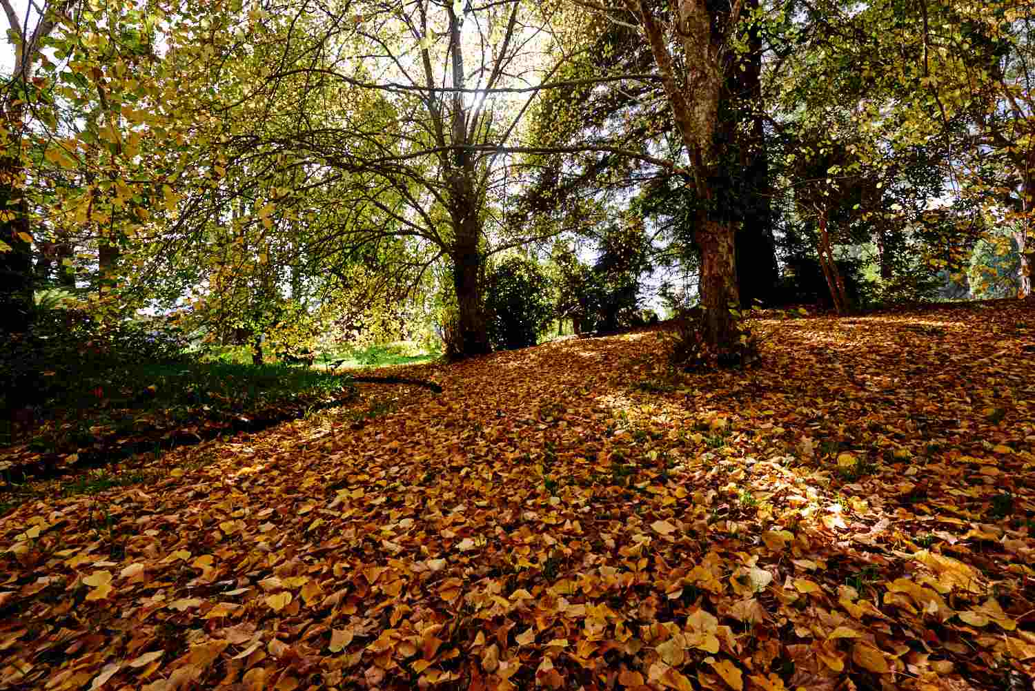 Autumn at Tarkinegrove