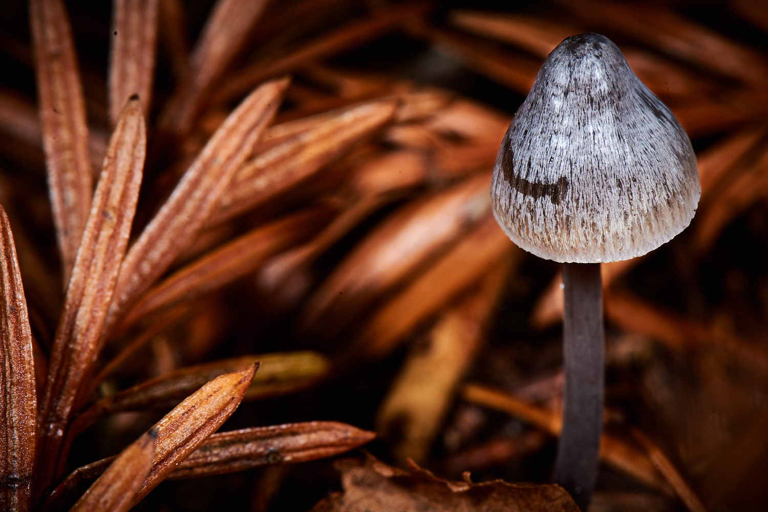 Autumn Fungi