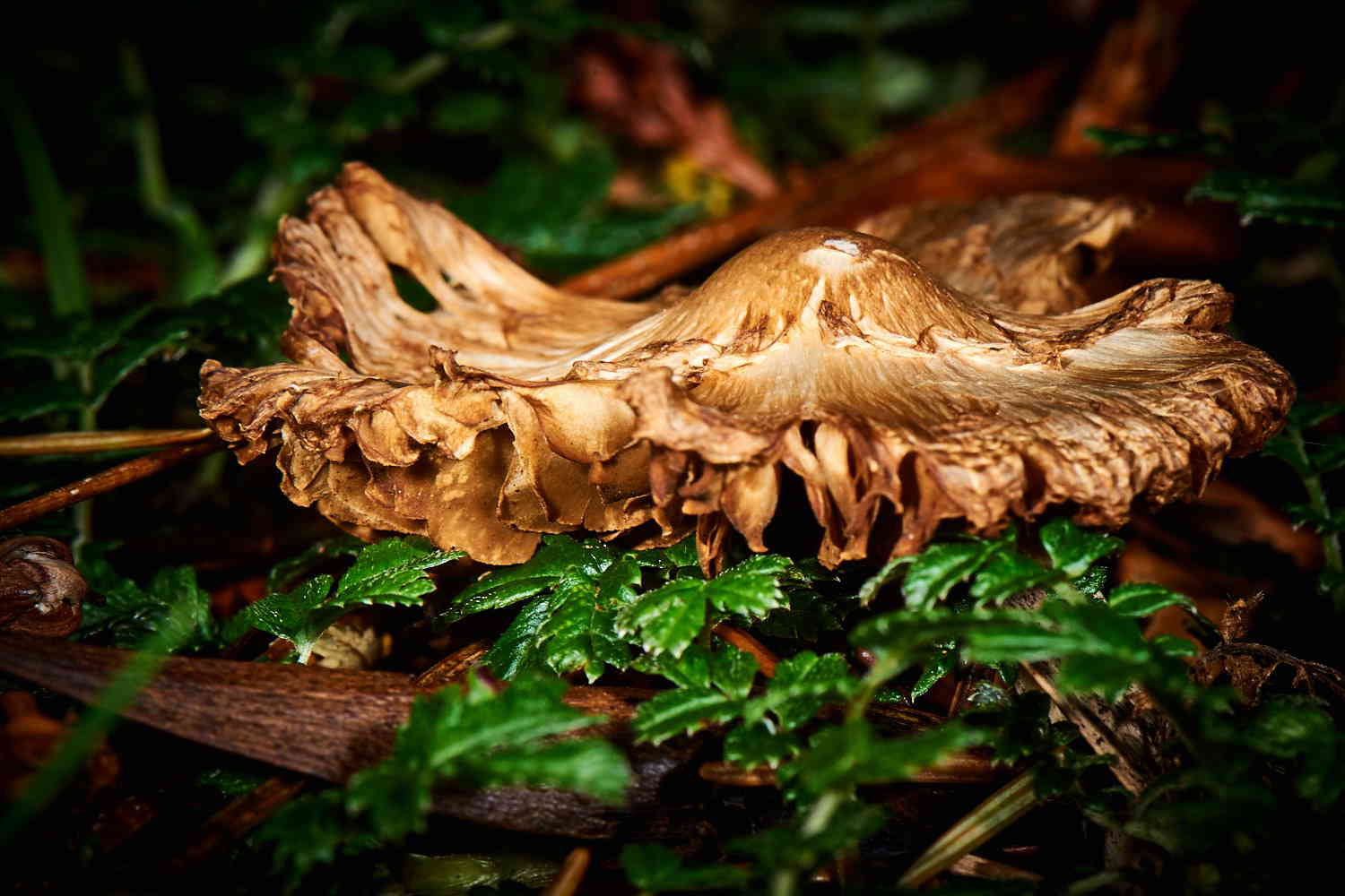 Autumn Fungi