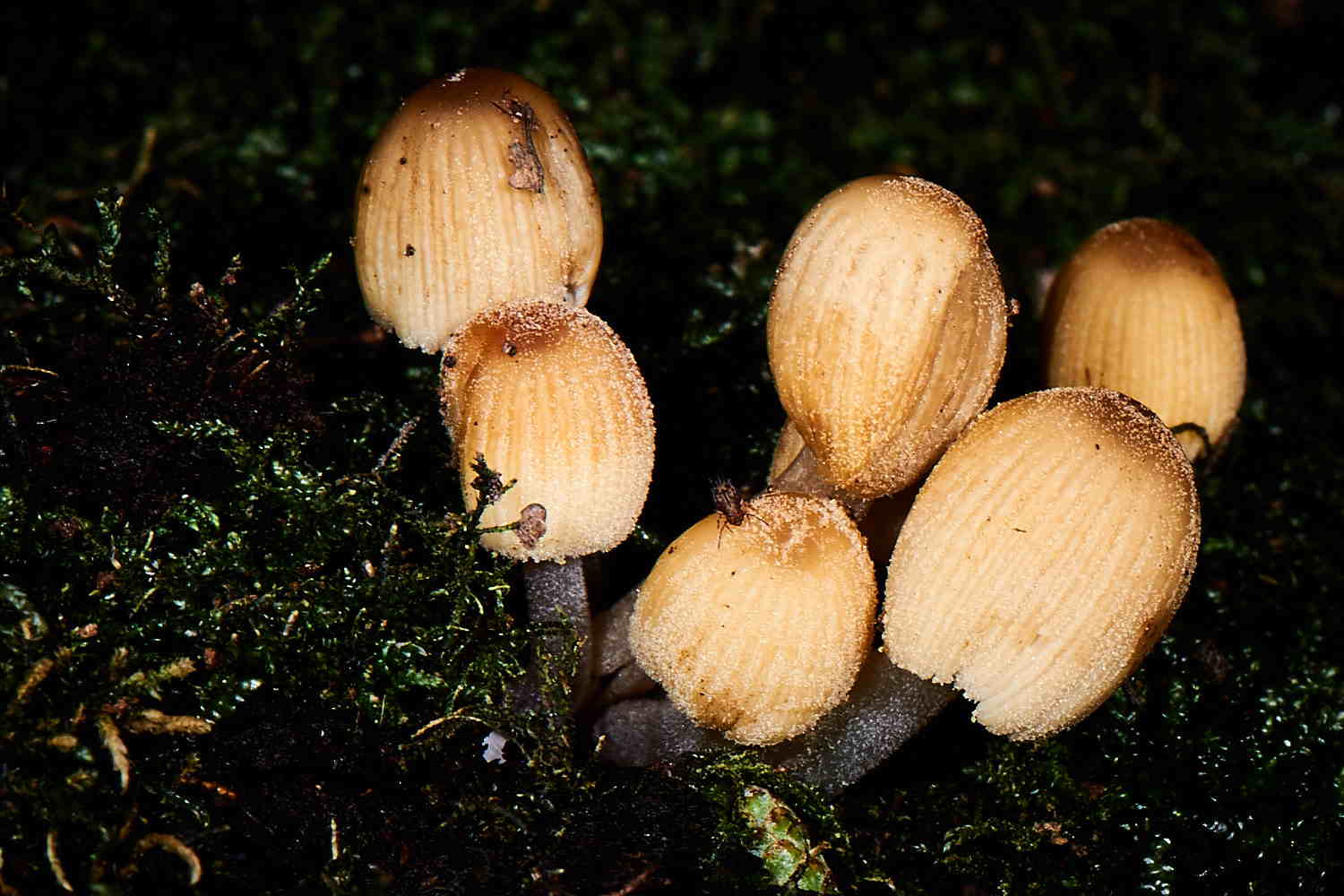 Autumn Fungi