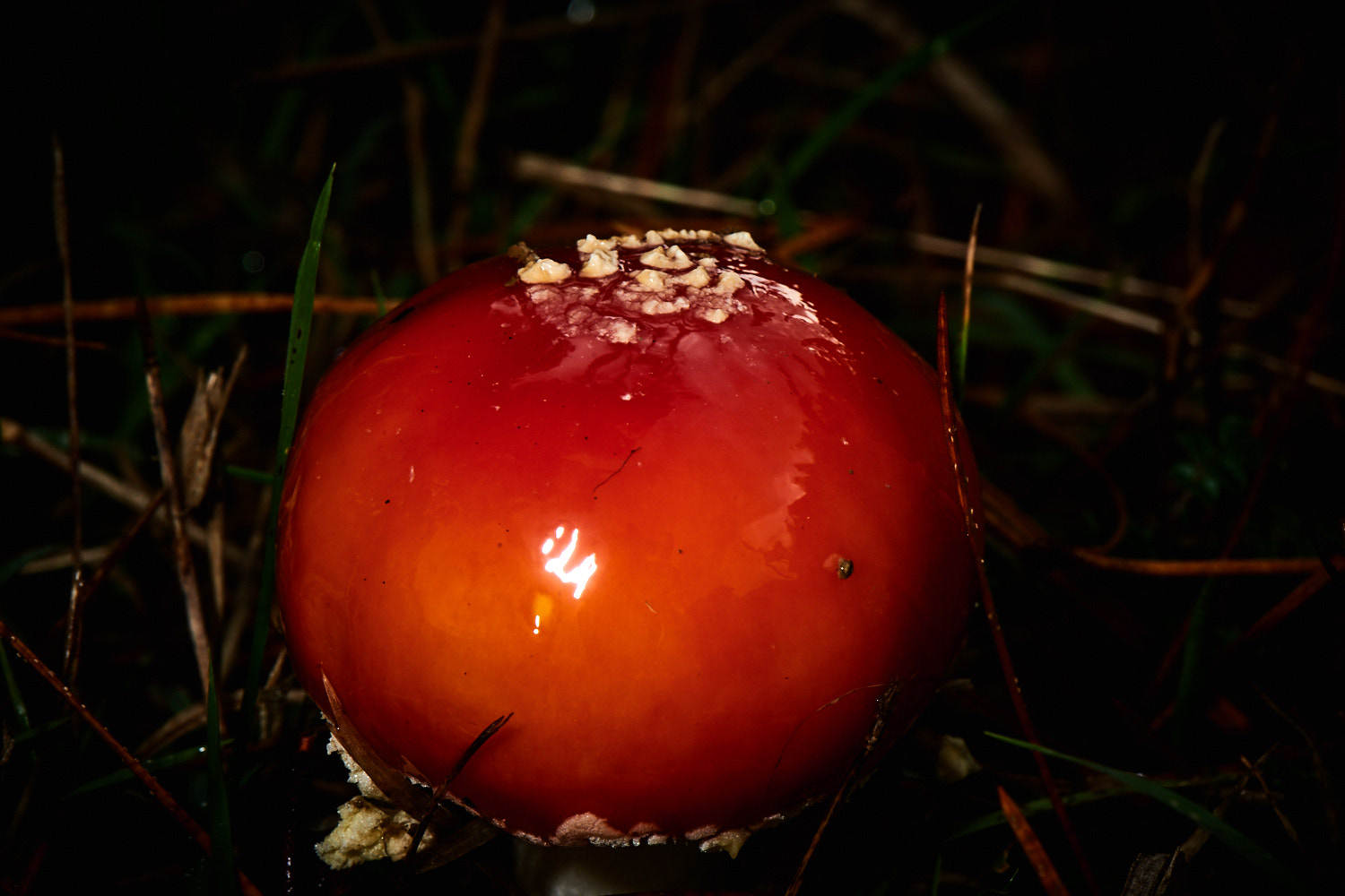 Autumn Fungi