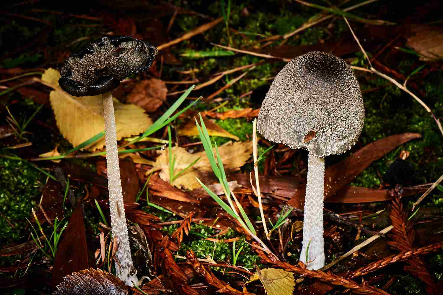 Autumn Fungi