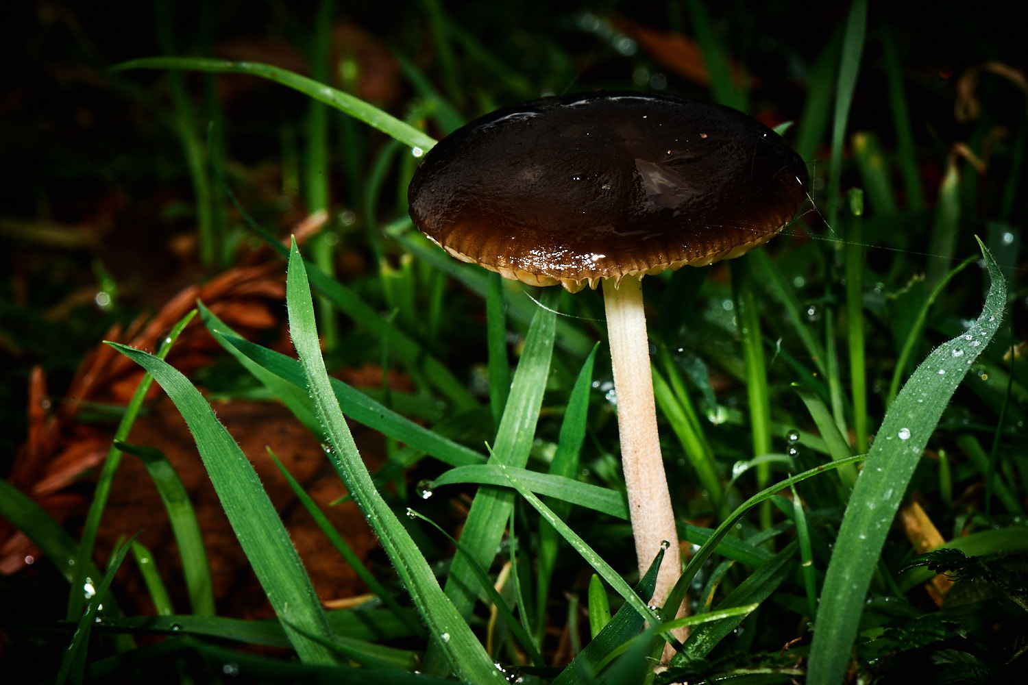 Autumn Fungi