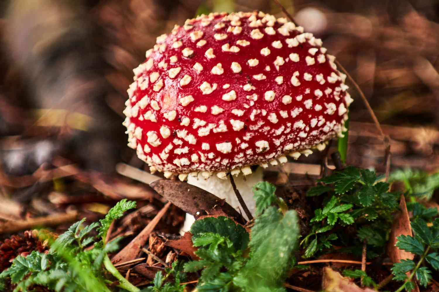 Autumn Fungi