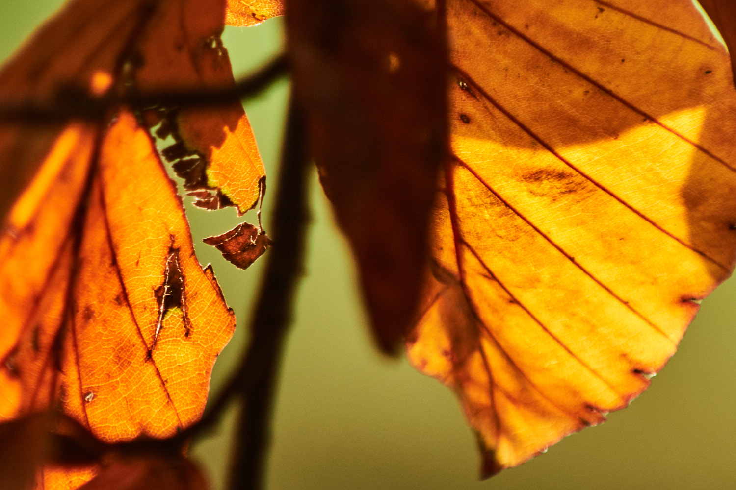 Autumn Leaves