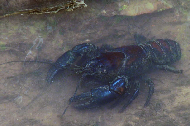 freshwater lobster