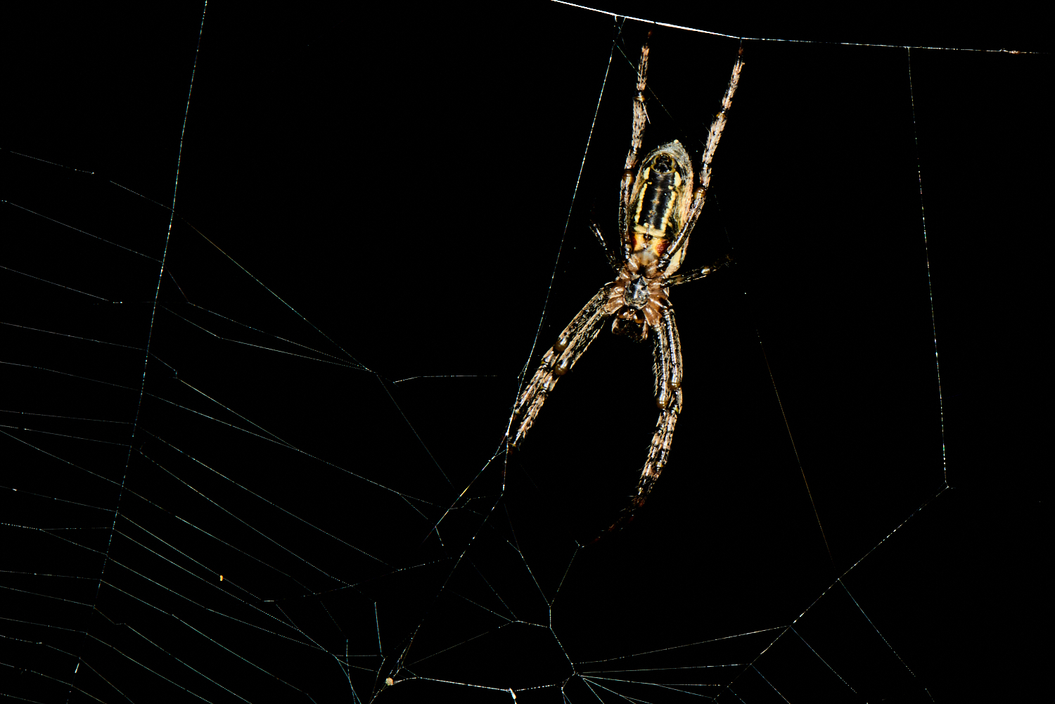 Spider at Tarkinegrove