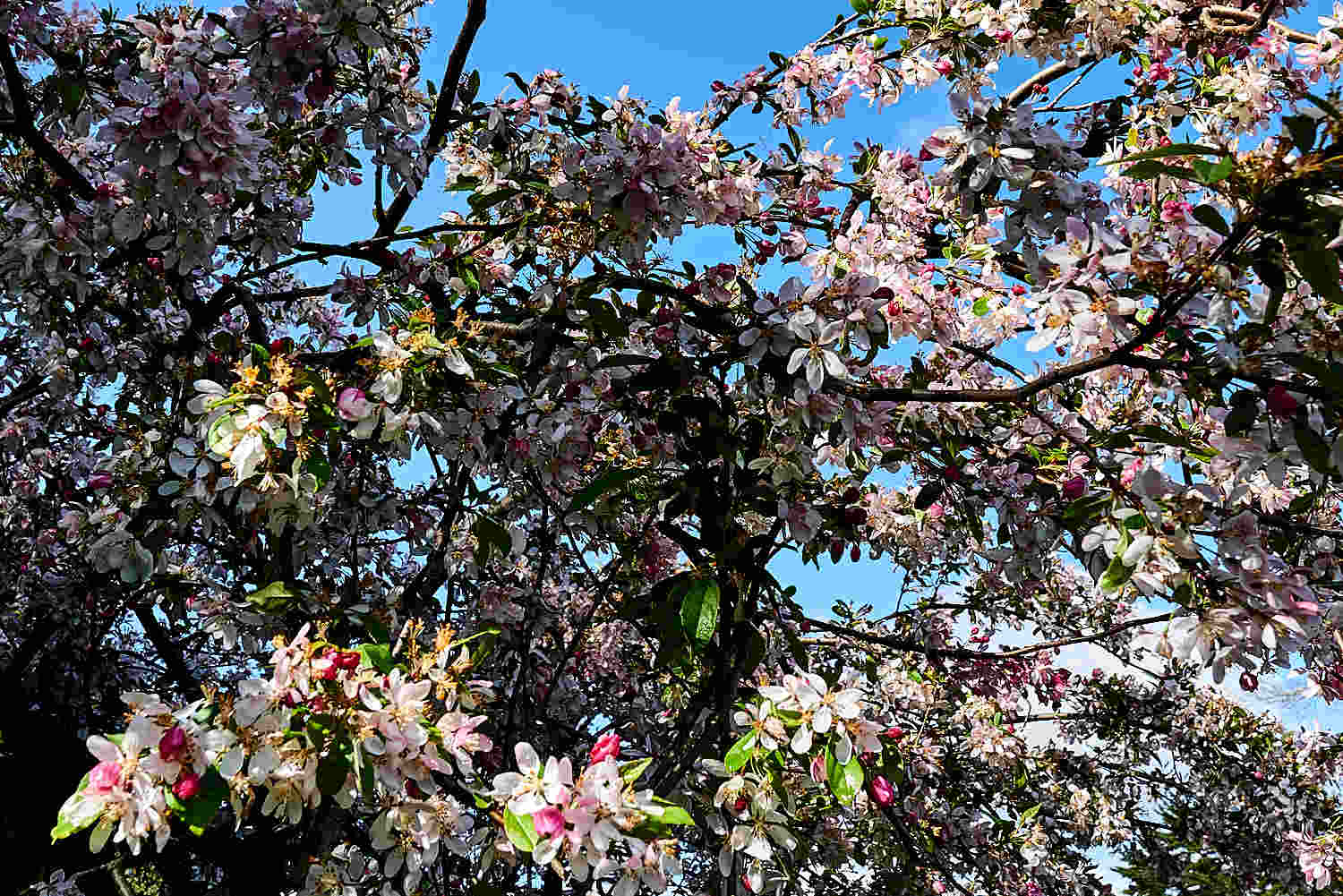 Cherry blossoms at Tarkinegrove