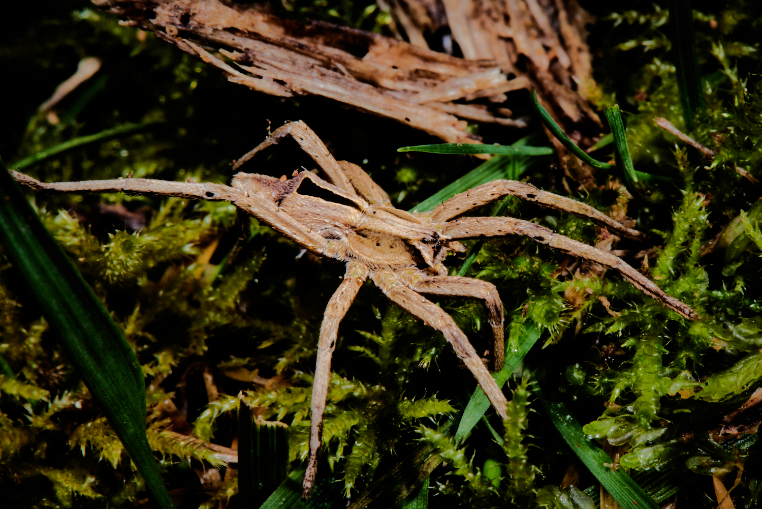 Spider at Tarkinegrove