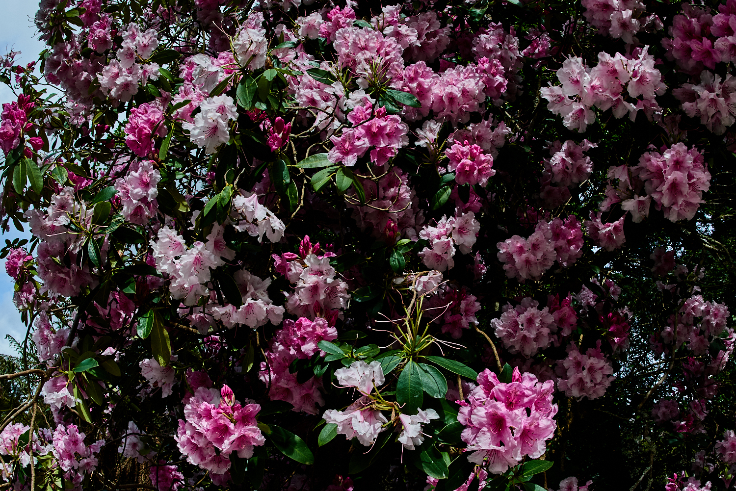 Rhododendron blossoms at Tarkinegrove