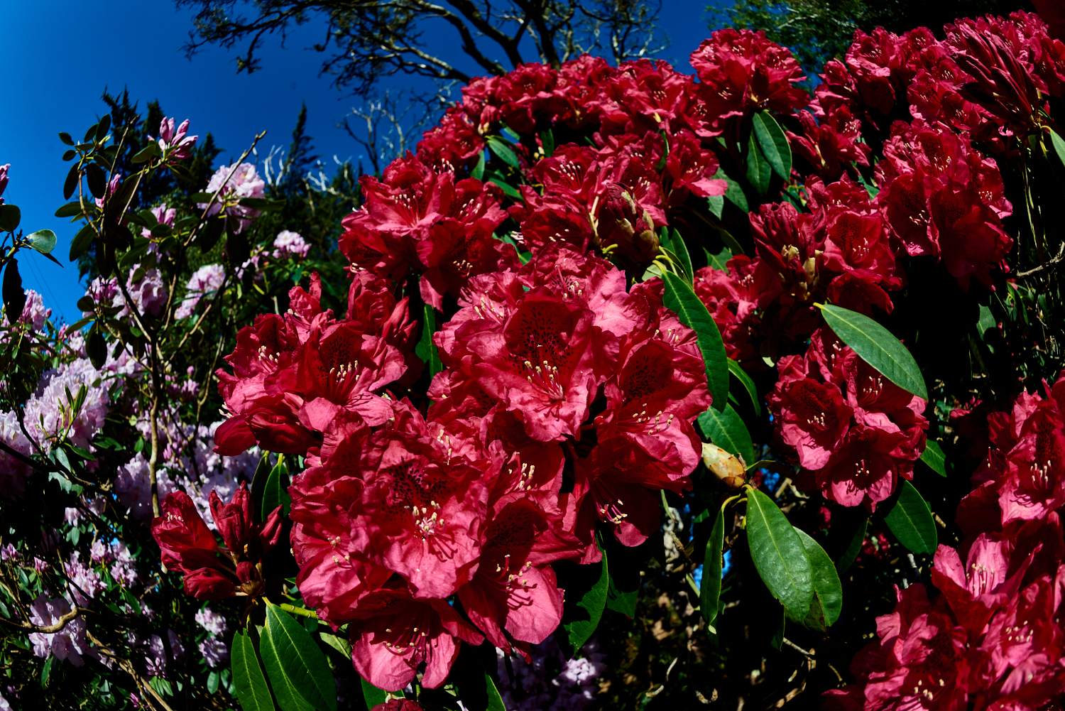 Rhododendron at Tarkinegrove