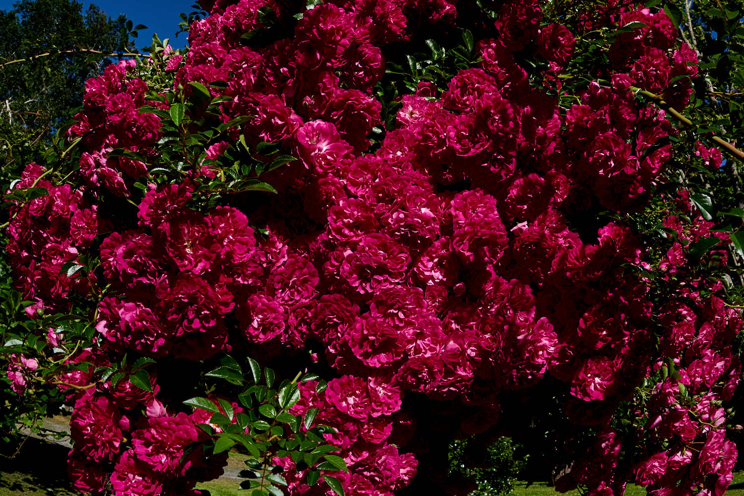 Rose flowers at Tarkinegrove