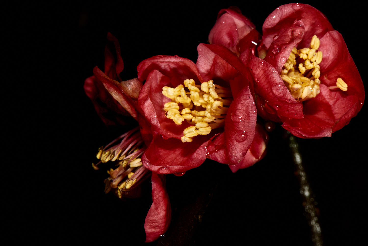 Blossoms at Tarkinegrove