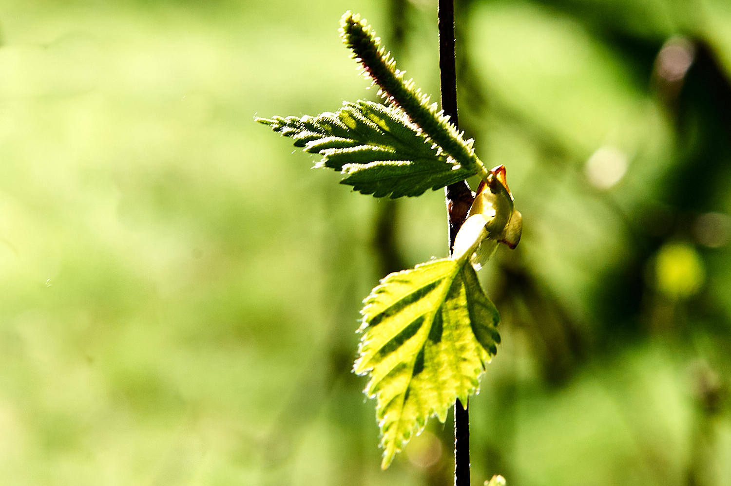 bud at Tarkinegrove