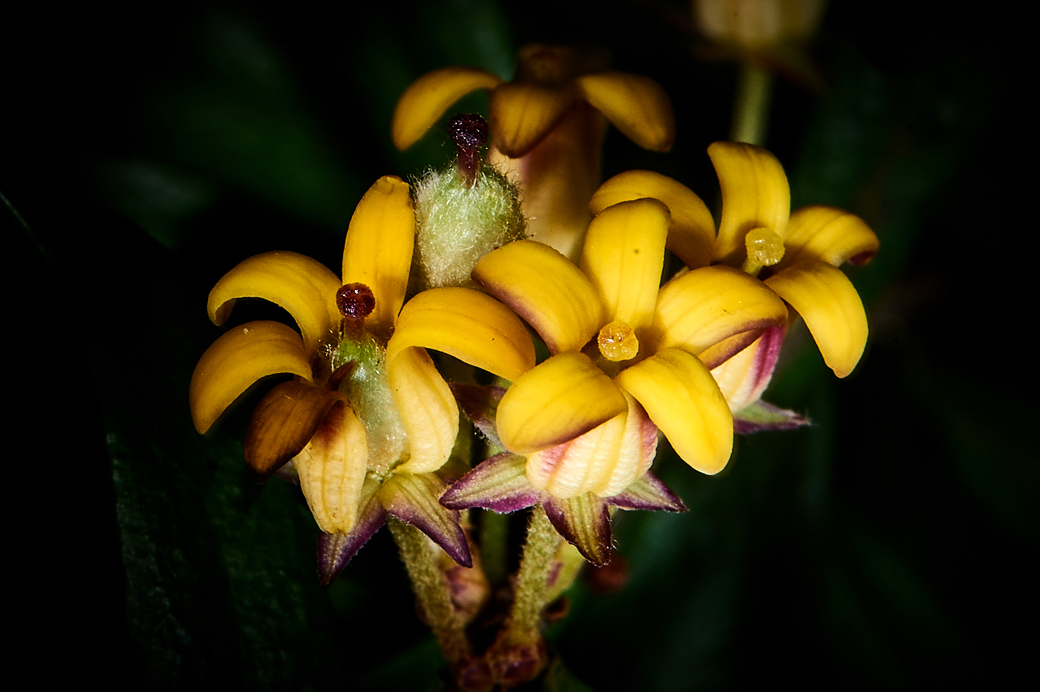 P biclour Flowers