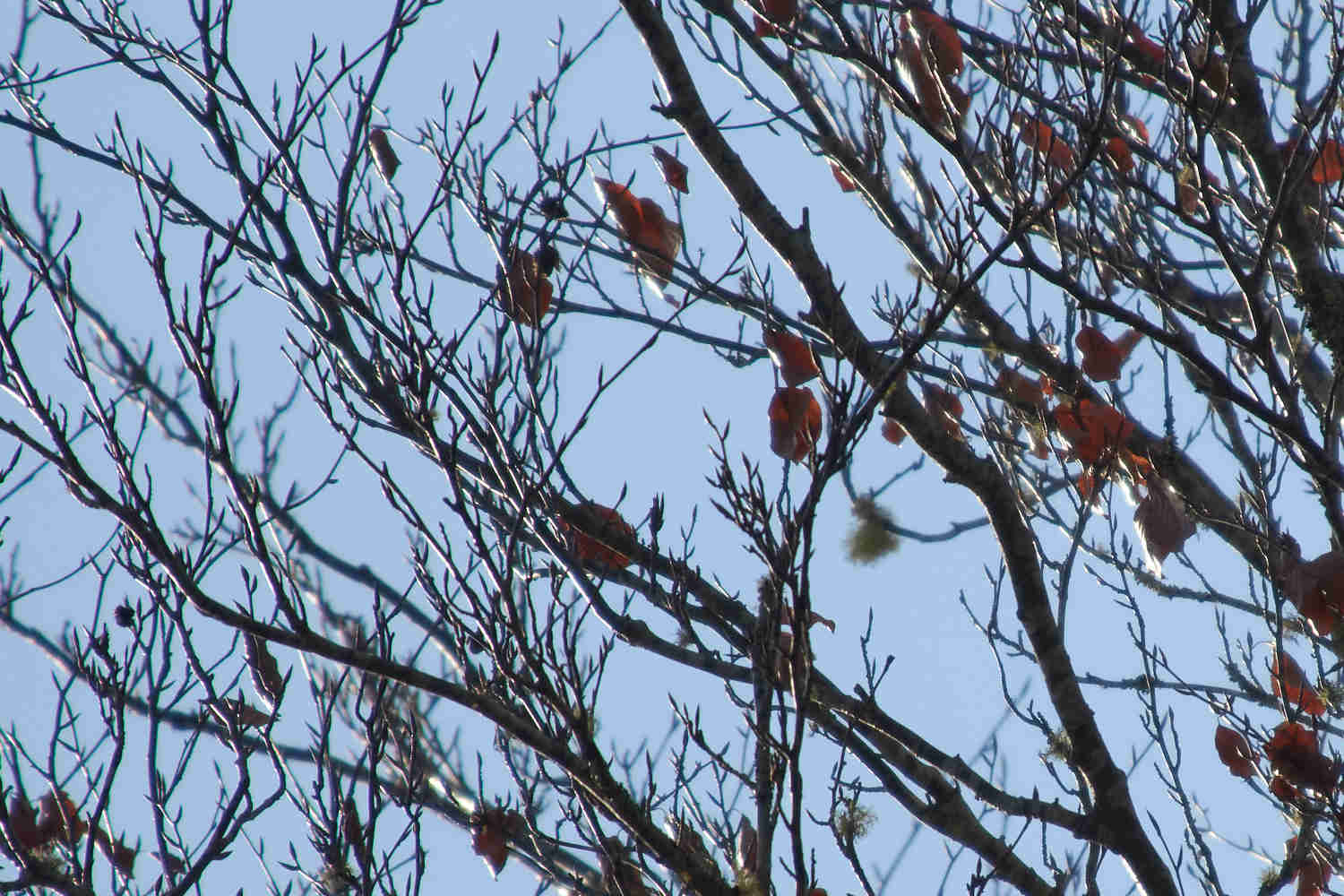 Autumn at Tarkinegrove