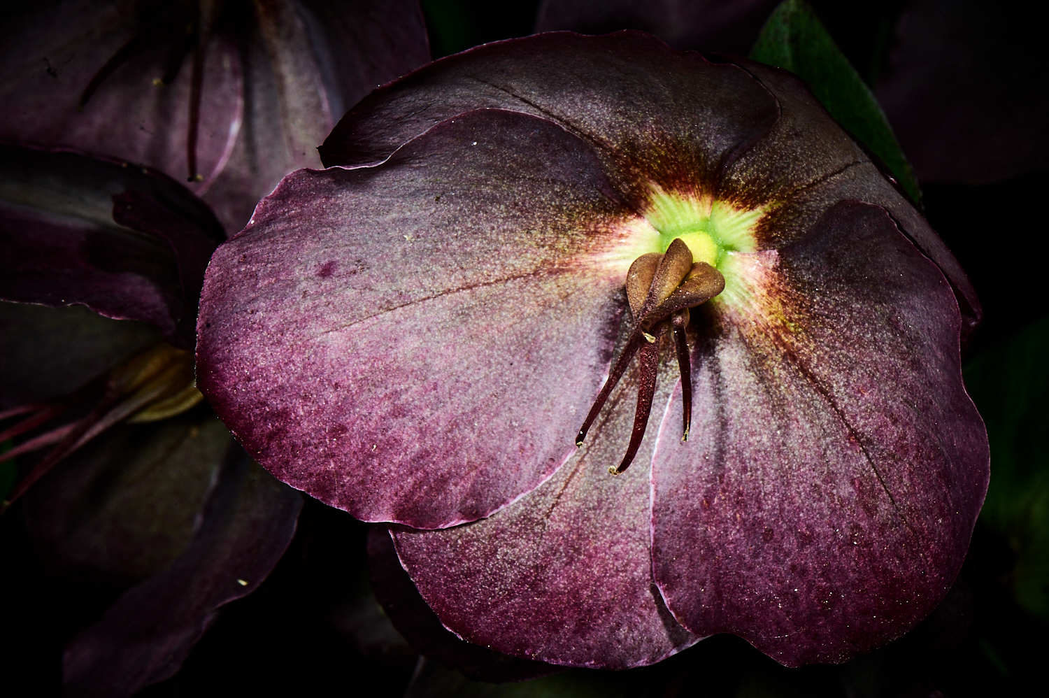 Hellebore at Tarkinegrove